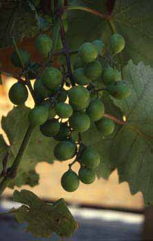 Picture: Grapes