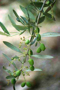 Picture: Olive Branch