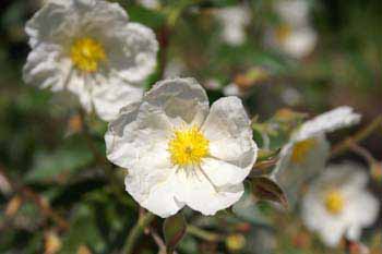 Picture: White Cistus 