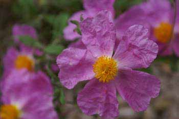 Picture: Purple Cistus