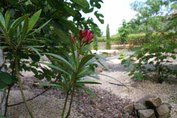 Picture: Biblical Garden