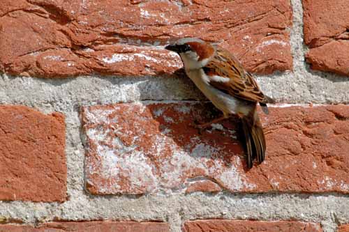 Picture: Sparrow on the outside walls of the church