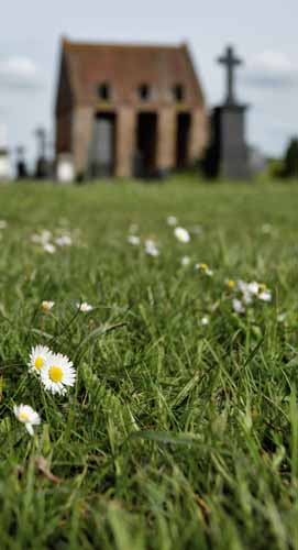 Picture: Daisies in front of the bell tower